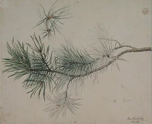 Studie snítky borovice