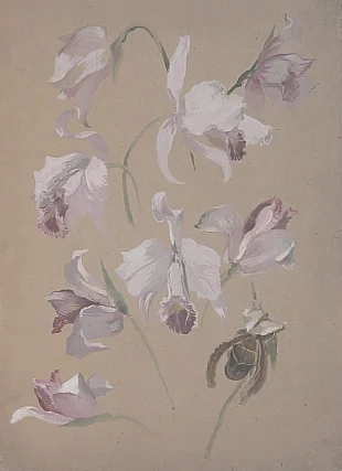 Devět květů orchidejí