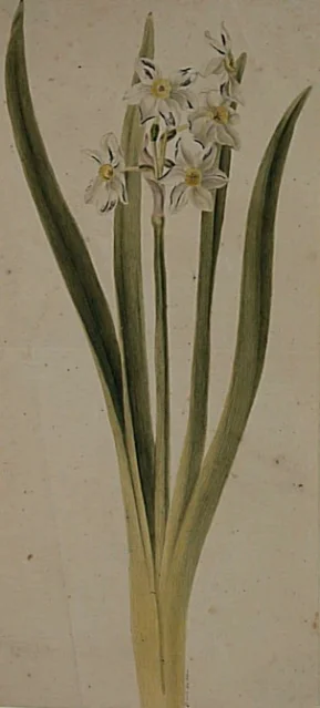Kvetoucí narcis